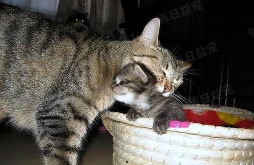 娱乐吃瓜酱猫妈妈视频大全,萌宠视频大全集锦